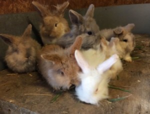 Bunnies