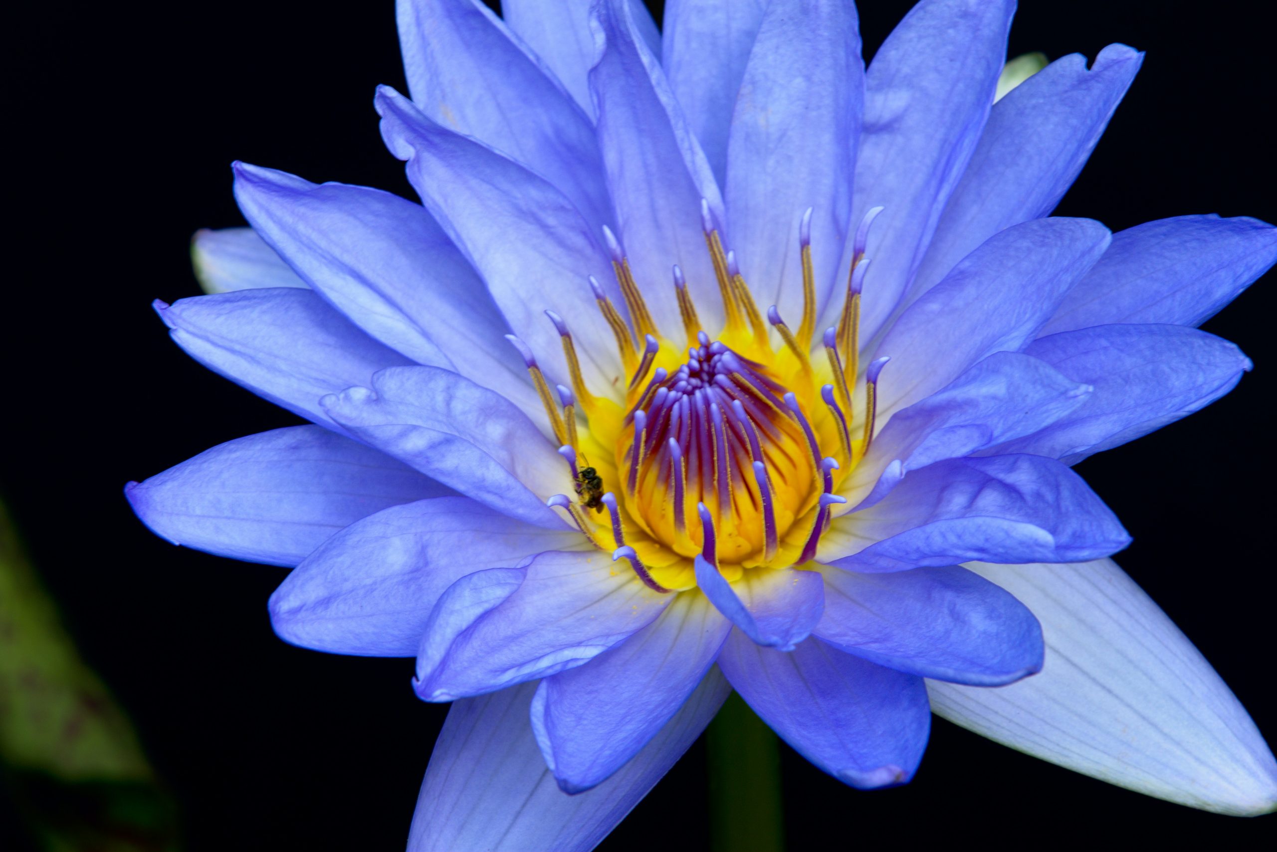 Responsive image