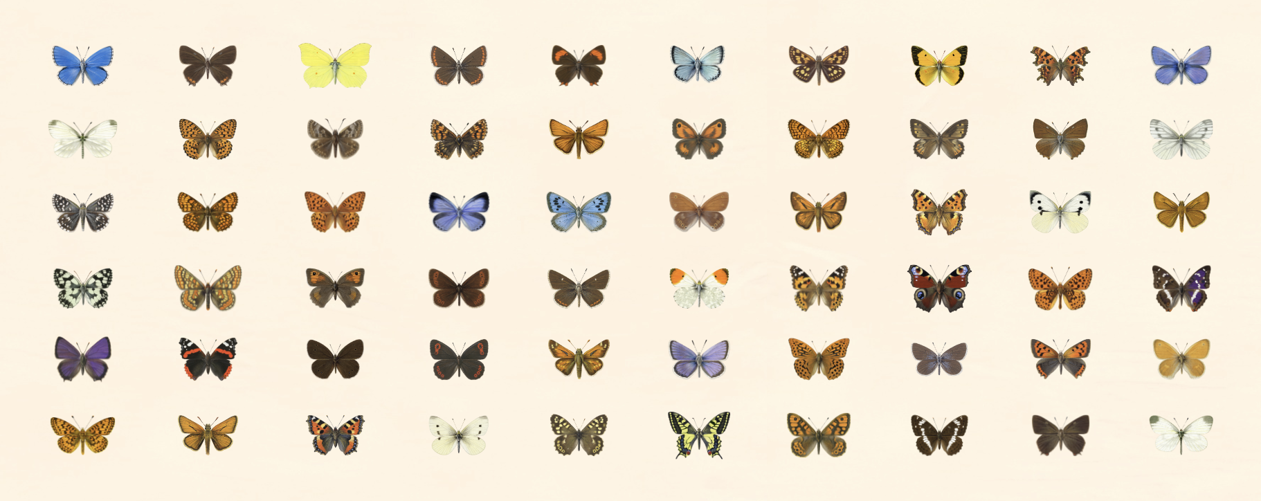 Responsive image
